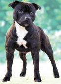 CH Zeracious Pumbahee (CC Recordholder: June 1999 - Oct 2004