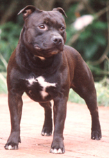 CH Zeracious Born A Star