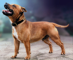INT CH Zeracious Reckless Rebel (Dogmor Dog Of The Year