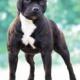CH Zeracious Pumbahee (CC Recordholder: June 1999 - Oct 2004