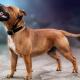 INT CH Zeracious Reckless Rebel (Dogmor Dog Of The Year